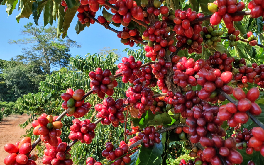 Comitiva capixaba viaja ao Vietnã para aprender práticas de produção de café conilon